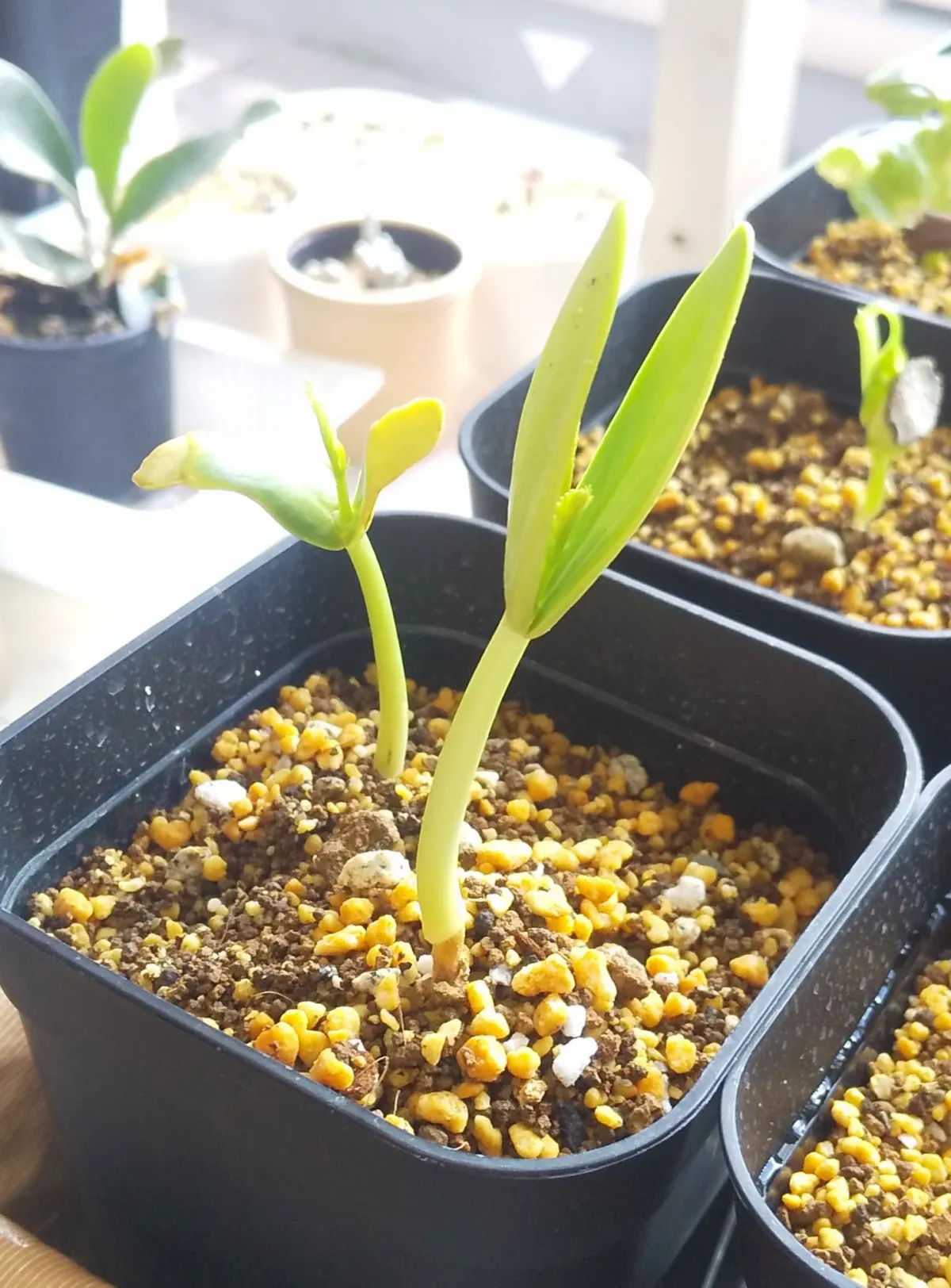 Delonix regia var. flavida (デロニクス レジア 鳳凰木)