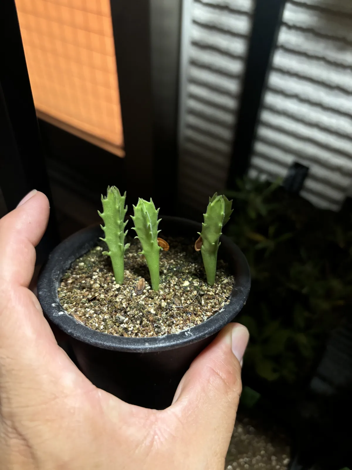 Stapelia gigantea (スタペリア ギガンテア)