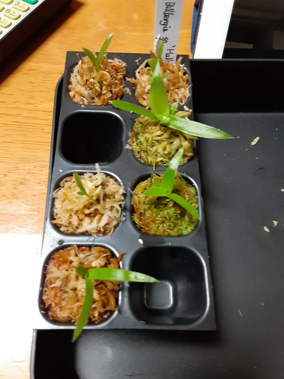 Billbergia Billbergia sp. Hallelujah x Darth Vader (ビルベルギア ハレルヤxダースベイダー)