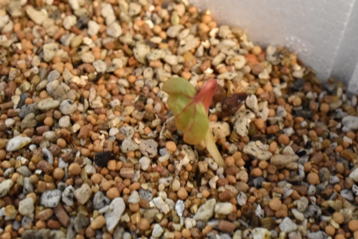 Commiphora pseudopaolii (コミフォラ スードウパオリー)