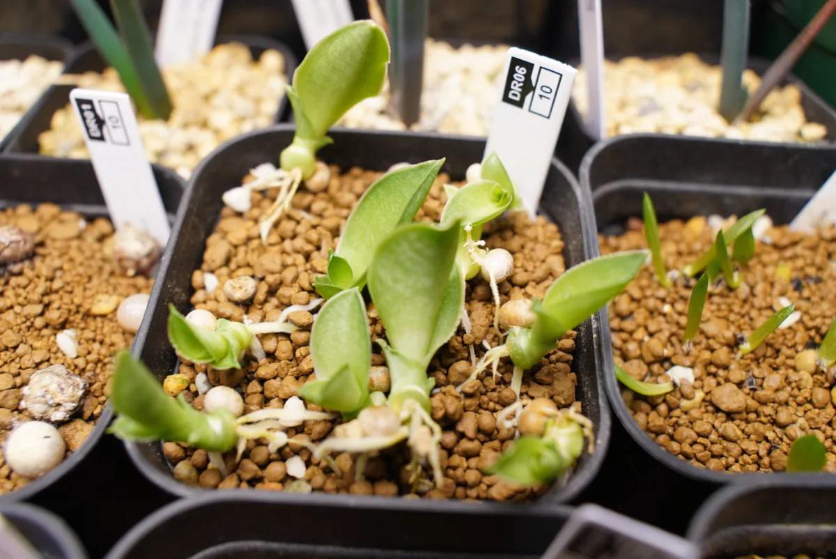 Dracaena hyacinthoides (ドラセナ ヒアシントイデス)