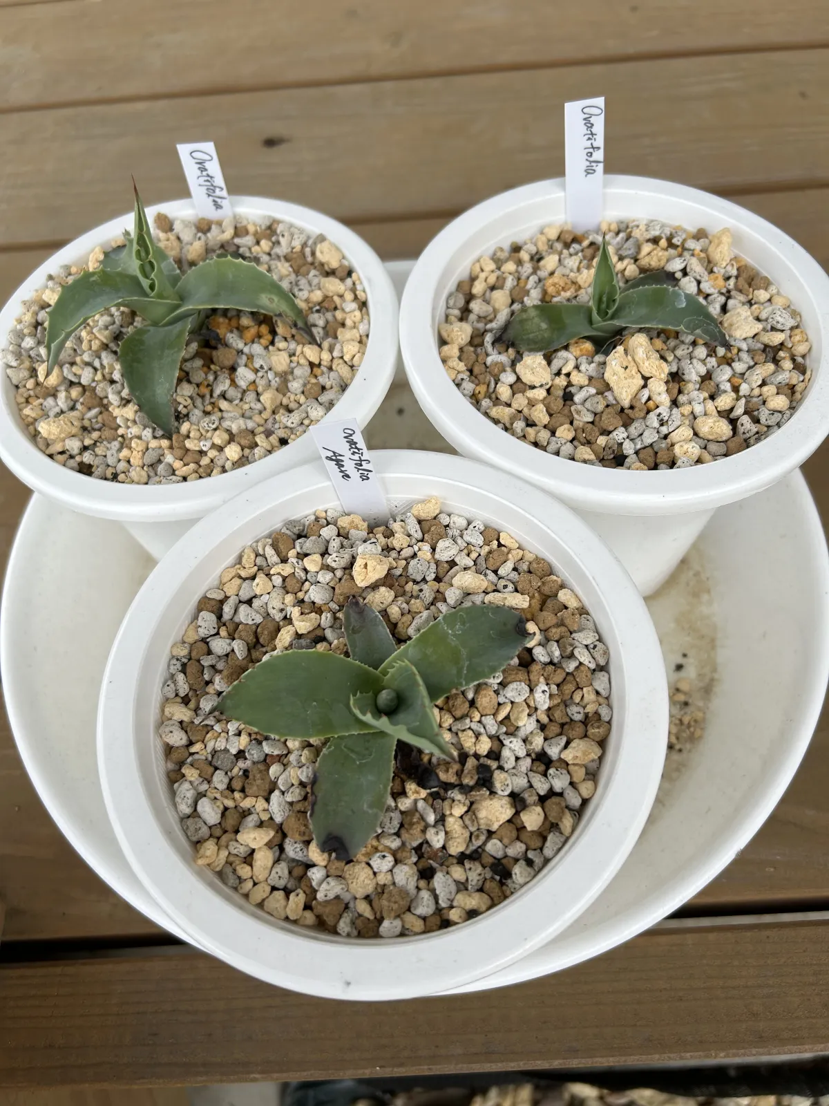 Agave ovatifolia (アガベ オバティフォリア)