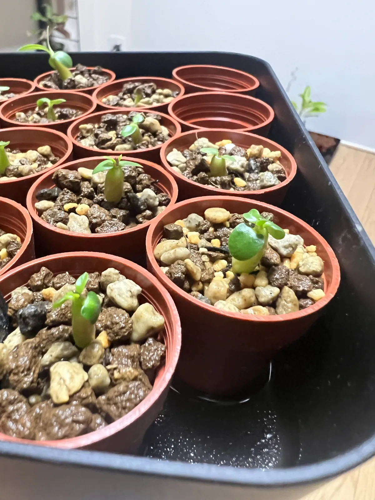 Pachypodium succulentum (パキポディウム サキュレンタム 天馬空)