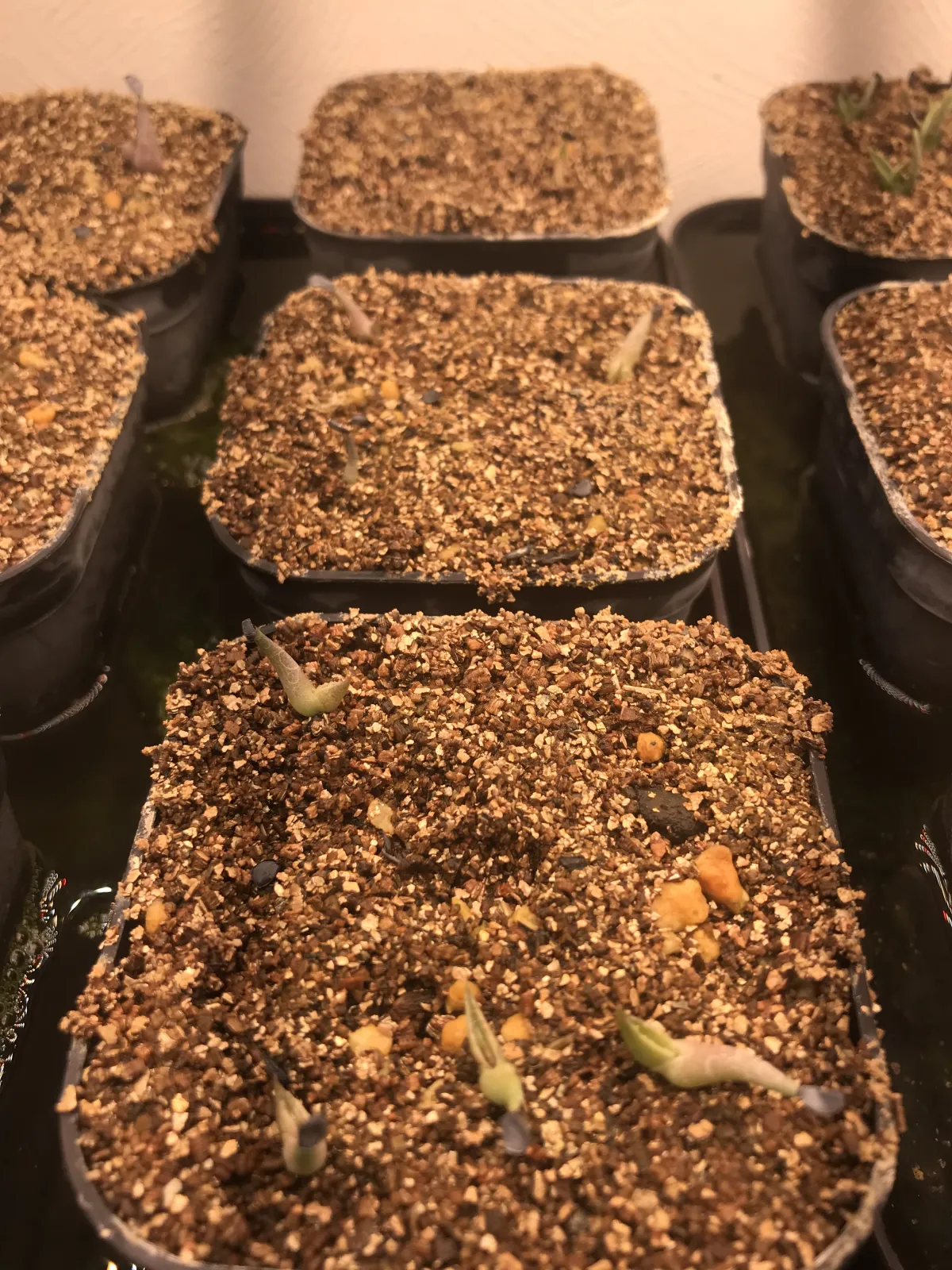 Agave victoriae-reginae Compacta (アガベ ビクトリアレジーナコンパクト)