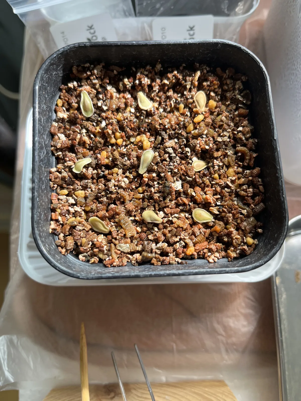 Fockea edulis (フォッケア 火星人)