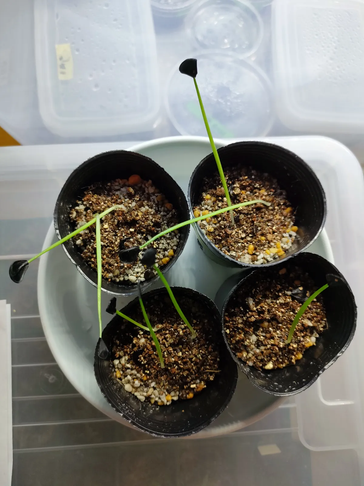 Agave americana ssp. americana (アガベ アメリカーナ)