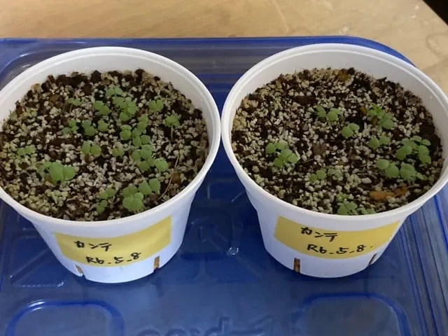 Echeveria cante White Cloud Echeveria (エケベリア カンテ)