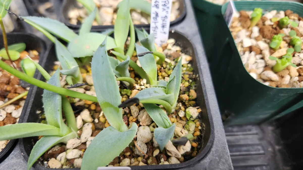 Agave americana ssp. protoamericana (アガベ プロトアメリカーナ)