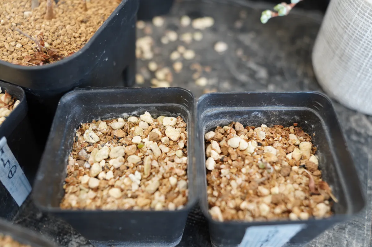 Tylecodon wallichii (ティレコドン ワリチー)