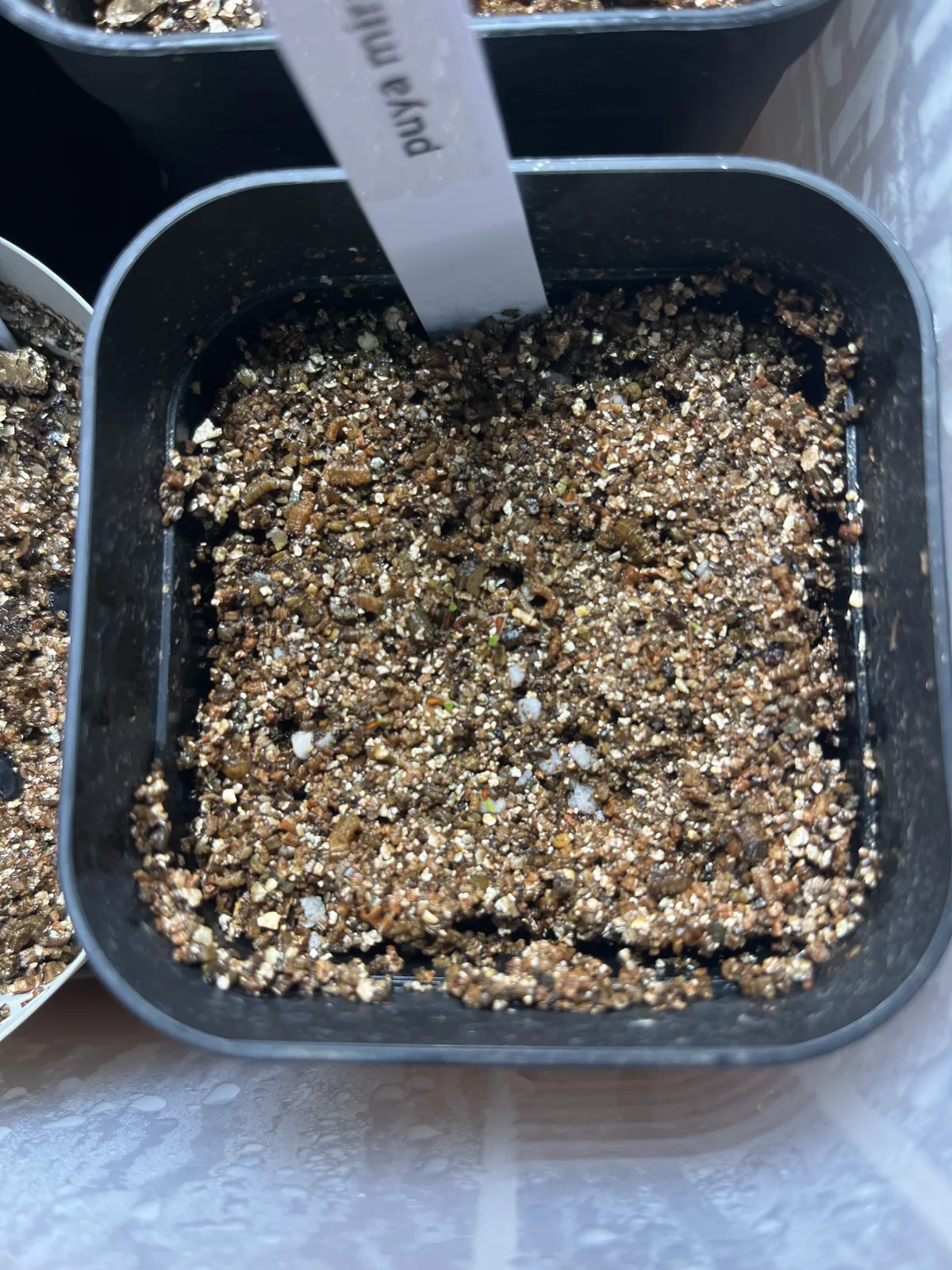 Puya mirabilis (プヤ ミラビリス)