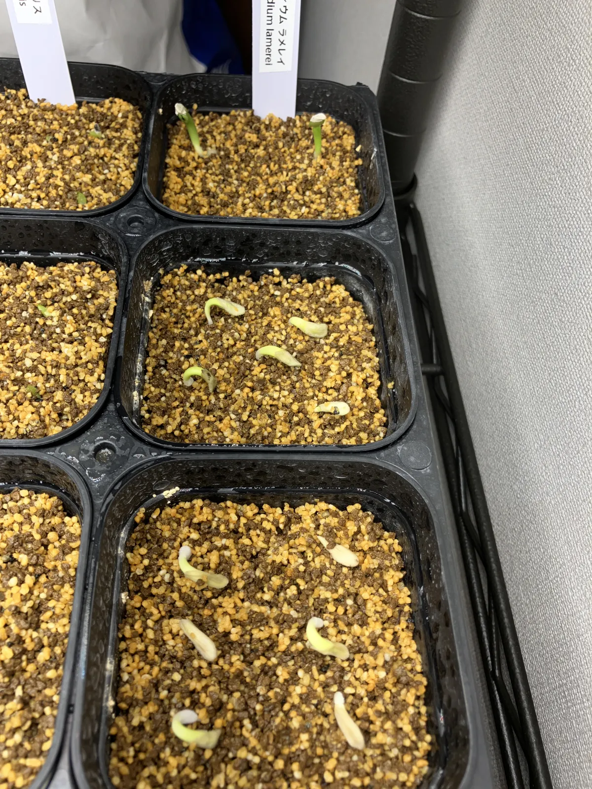 Pachypodium lamerei (パキポディウム ラメレイ 夢叶棒)