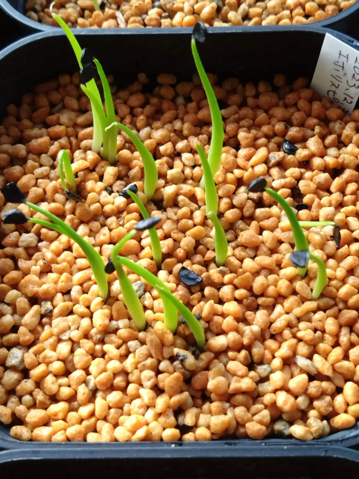 Agave utahensis var. eborispina 'Vegas' (アガベ エボリスピナ ヴェガス)