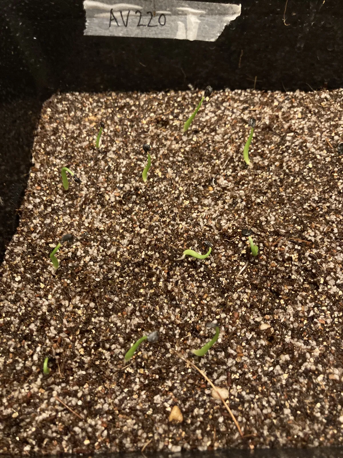 Agave utahensis ssp. utahensis 'Compacta' (アガベ ユタエンシスコンパクタ)