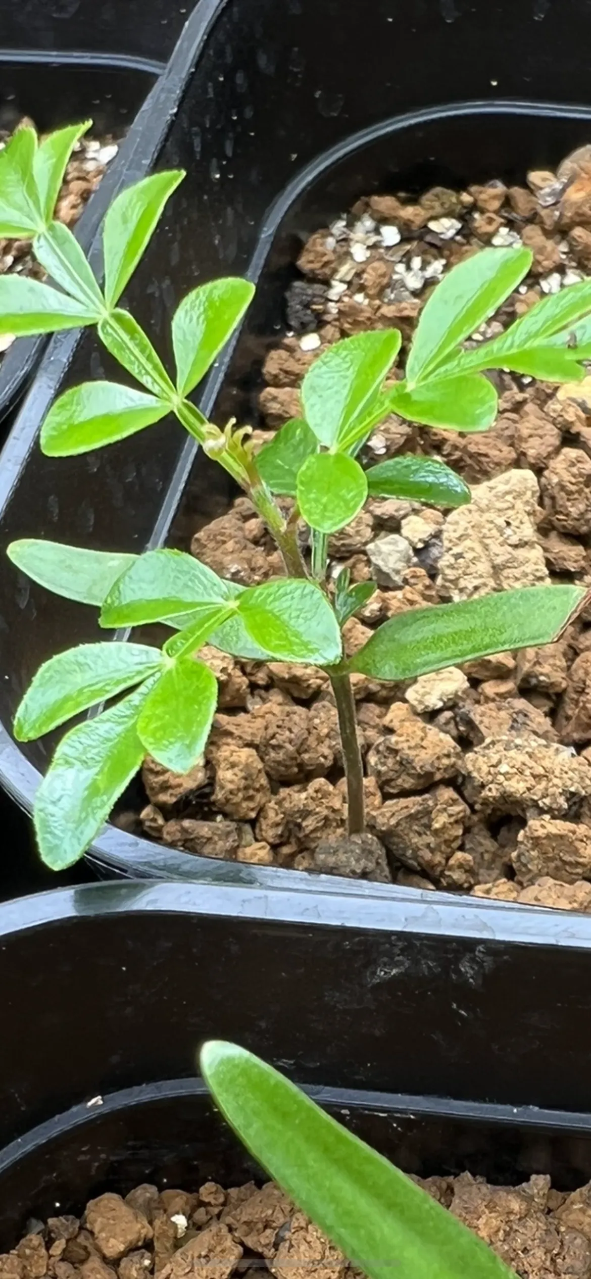 Operculicarya decaryi (オペルクリカリア デカリー)