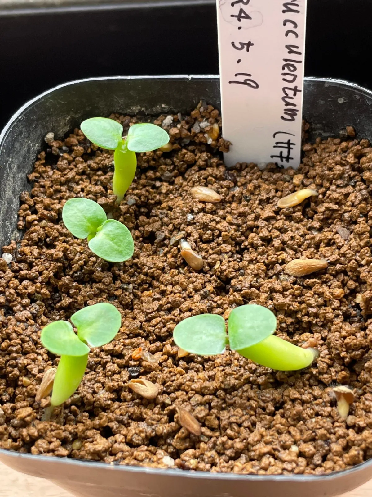 Pachypodium succulentum (パキポディウム サキュレンタム 天馬空)