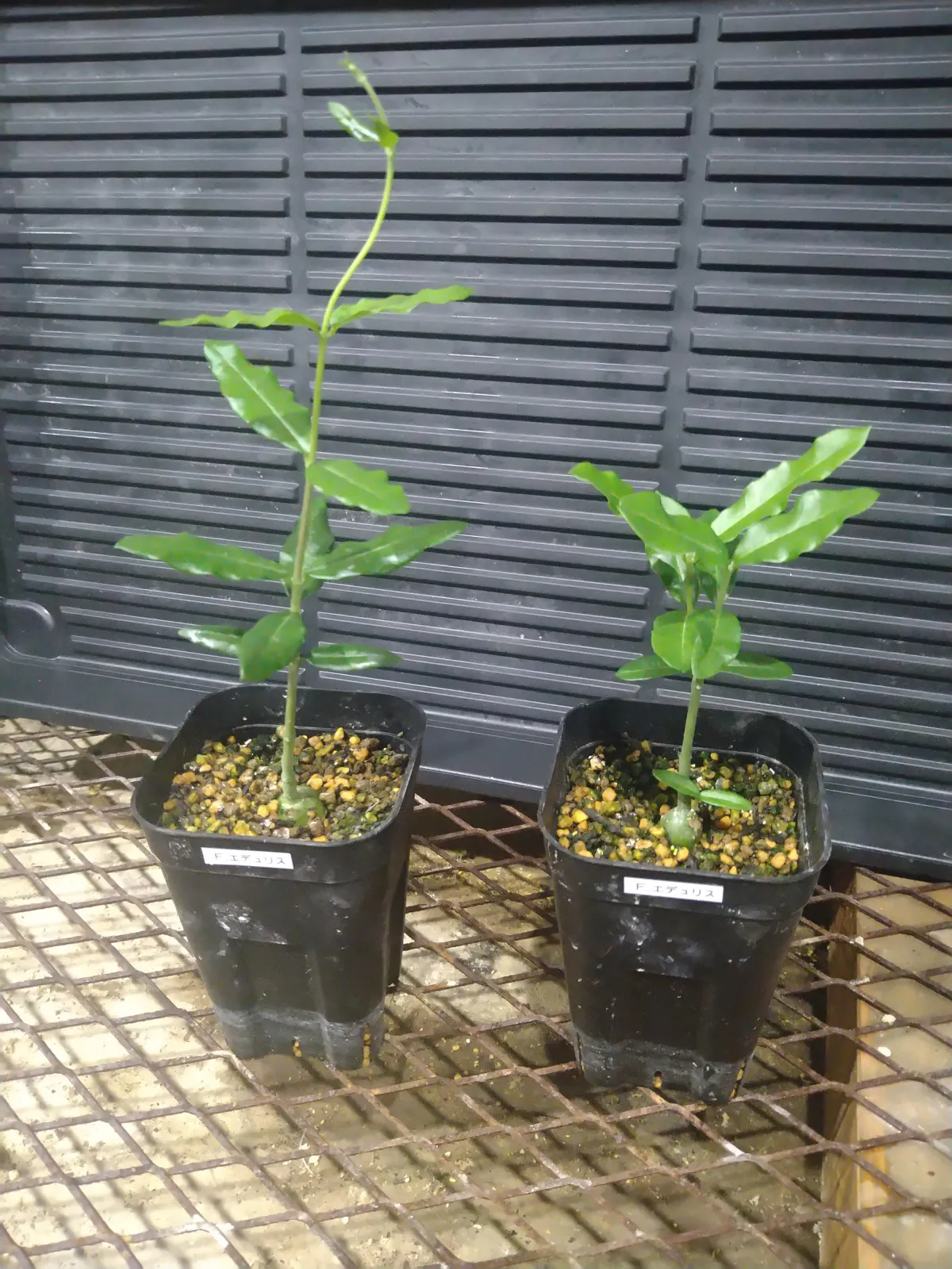 Fockea edulis (フォッケア 火星人)