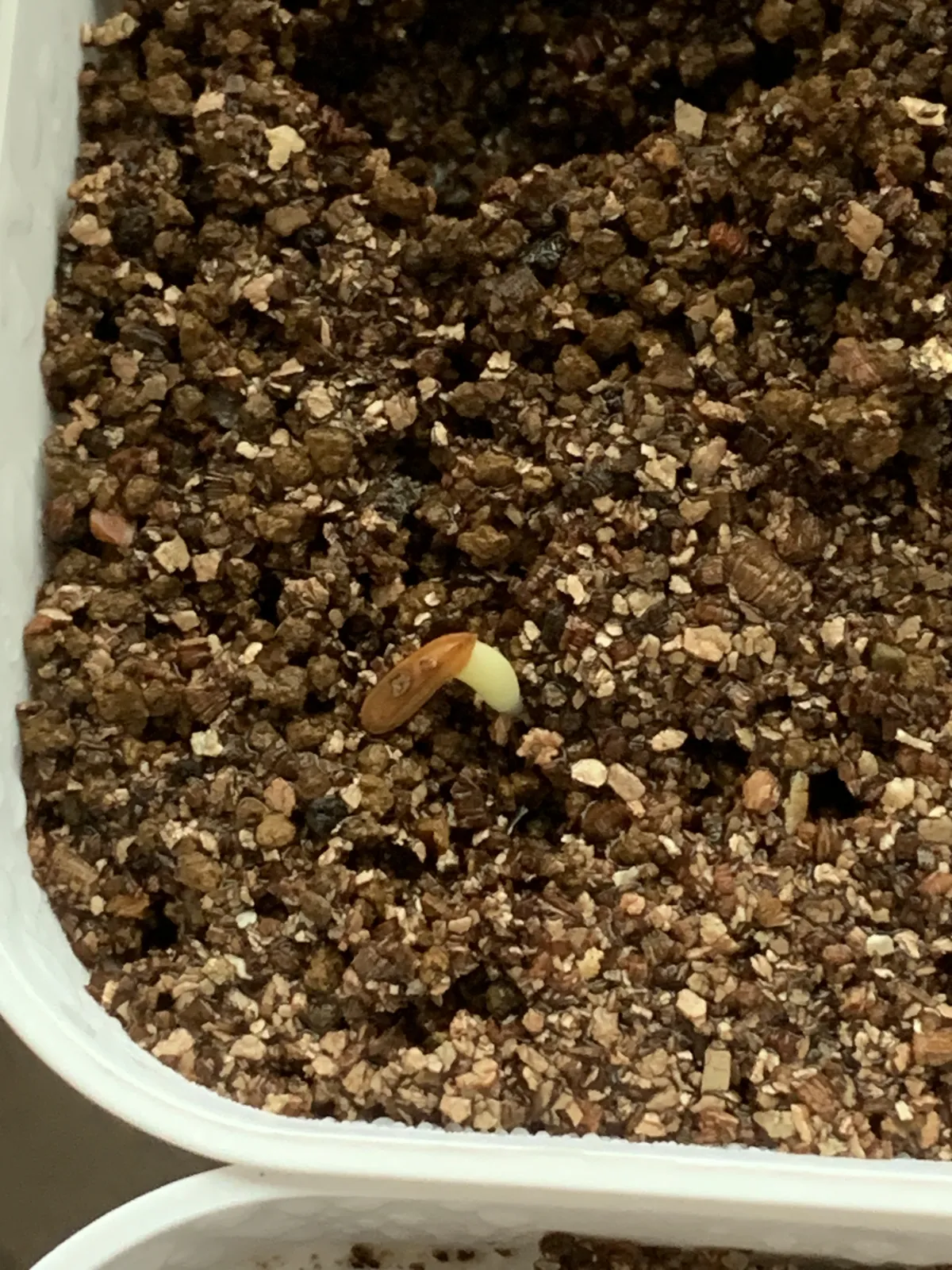 Pachypodium rosulatum subsp. makayense (パキポディウム マカイエンセ)