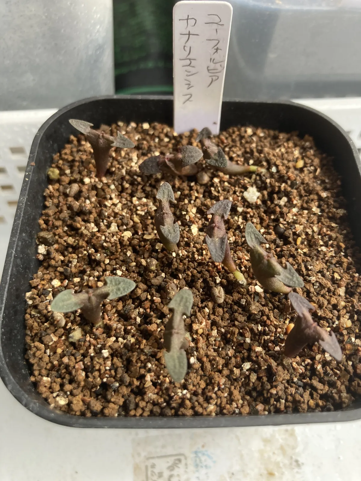 Euphorbia canariensis (ユーフォルビア カナリエンシス)