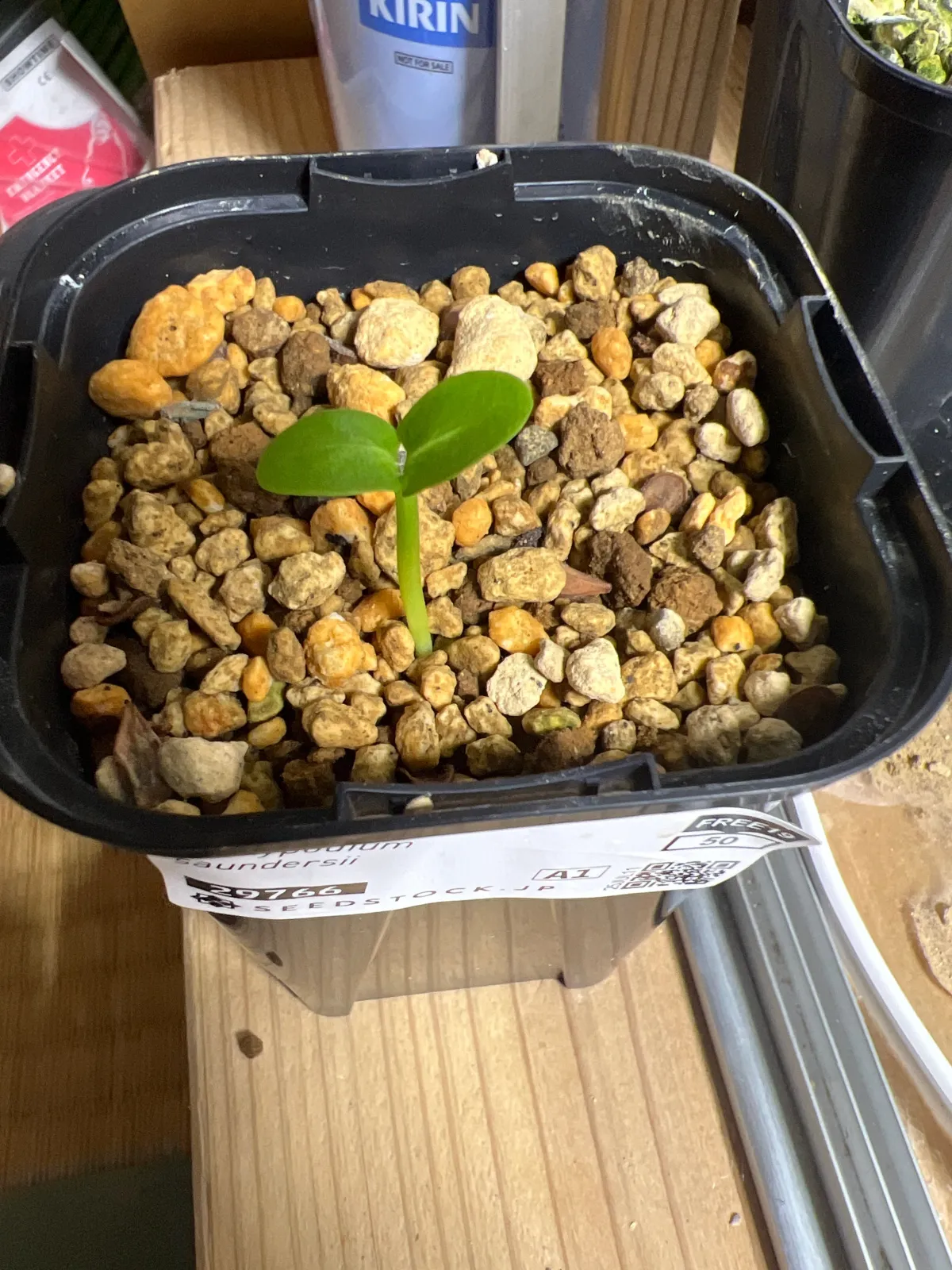 Pachypodium saundersii (パキポディウム サンデルシー 白馬城)