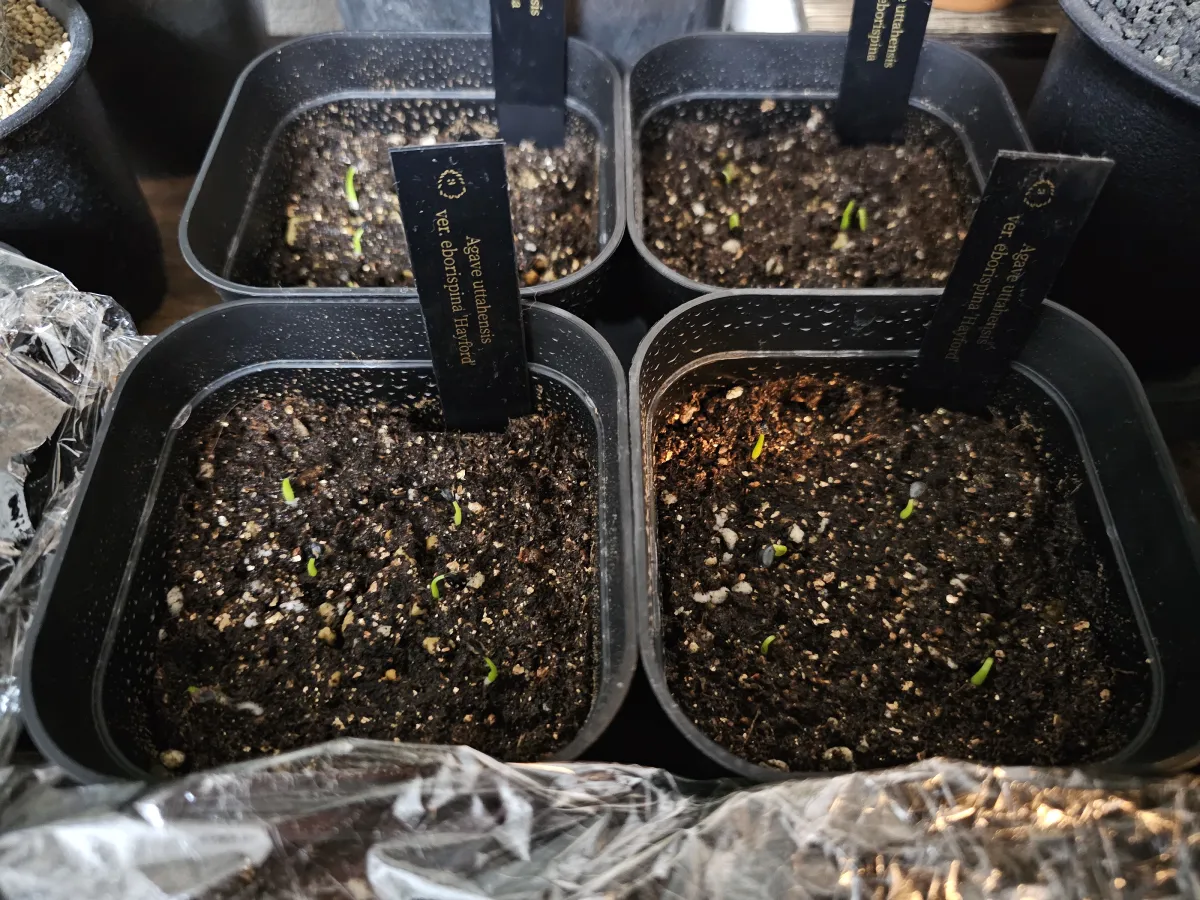 Agave utahensis var. eborispina 'Hayford' (アガベ エボリスピナ ヘイフォード)