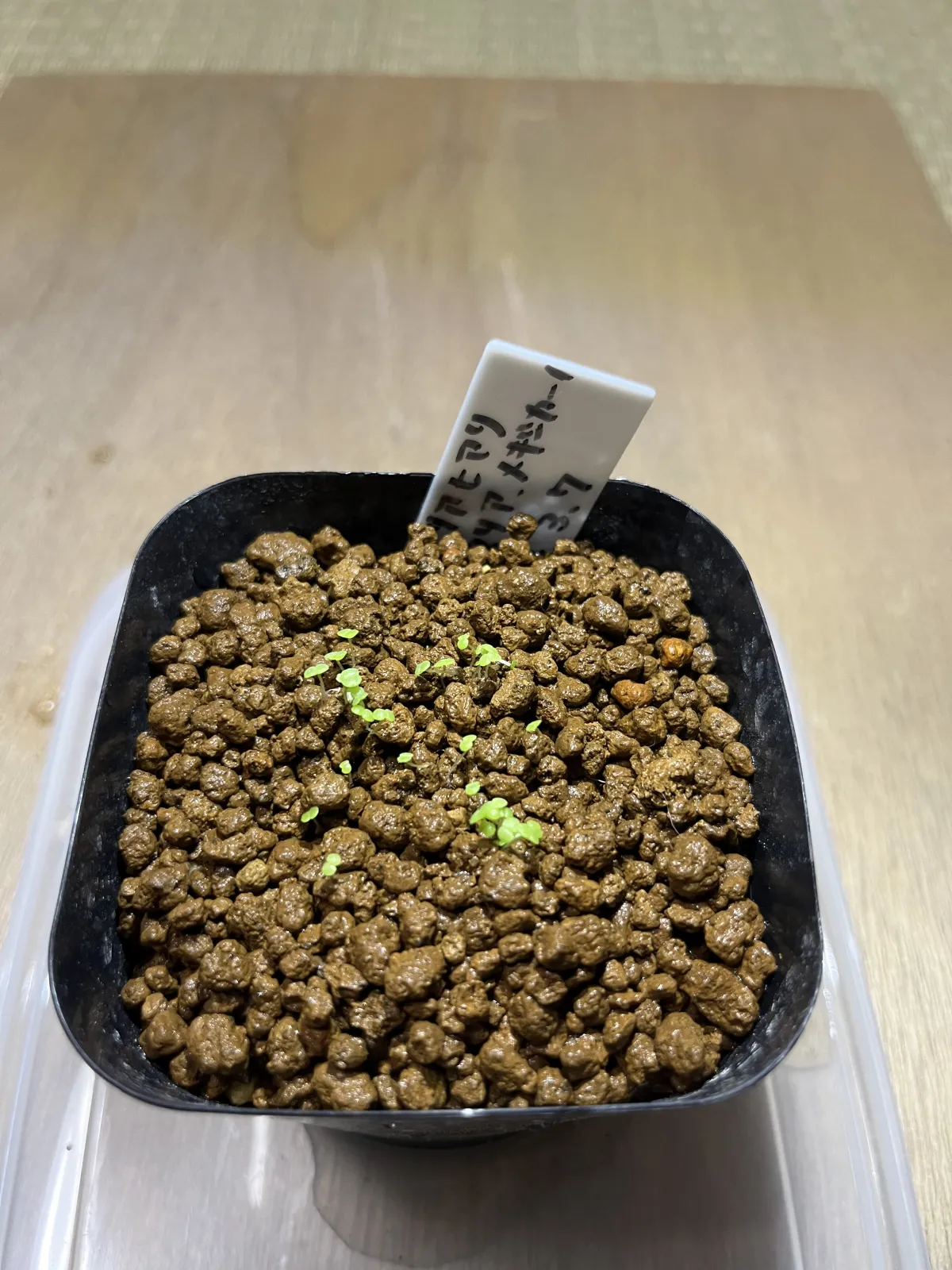 Echeveria hyalina Santa Maria Mexicana (エケベリア ヒアリナ サンタマリア メキシカーノ)