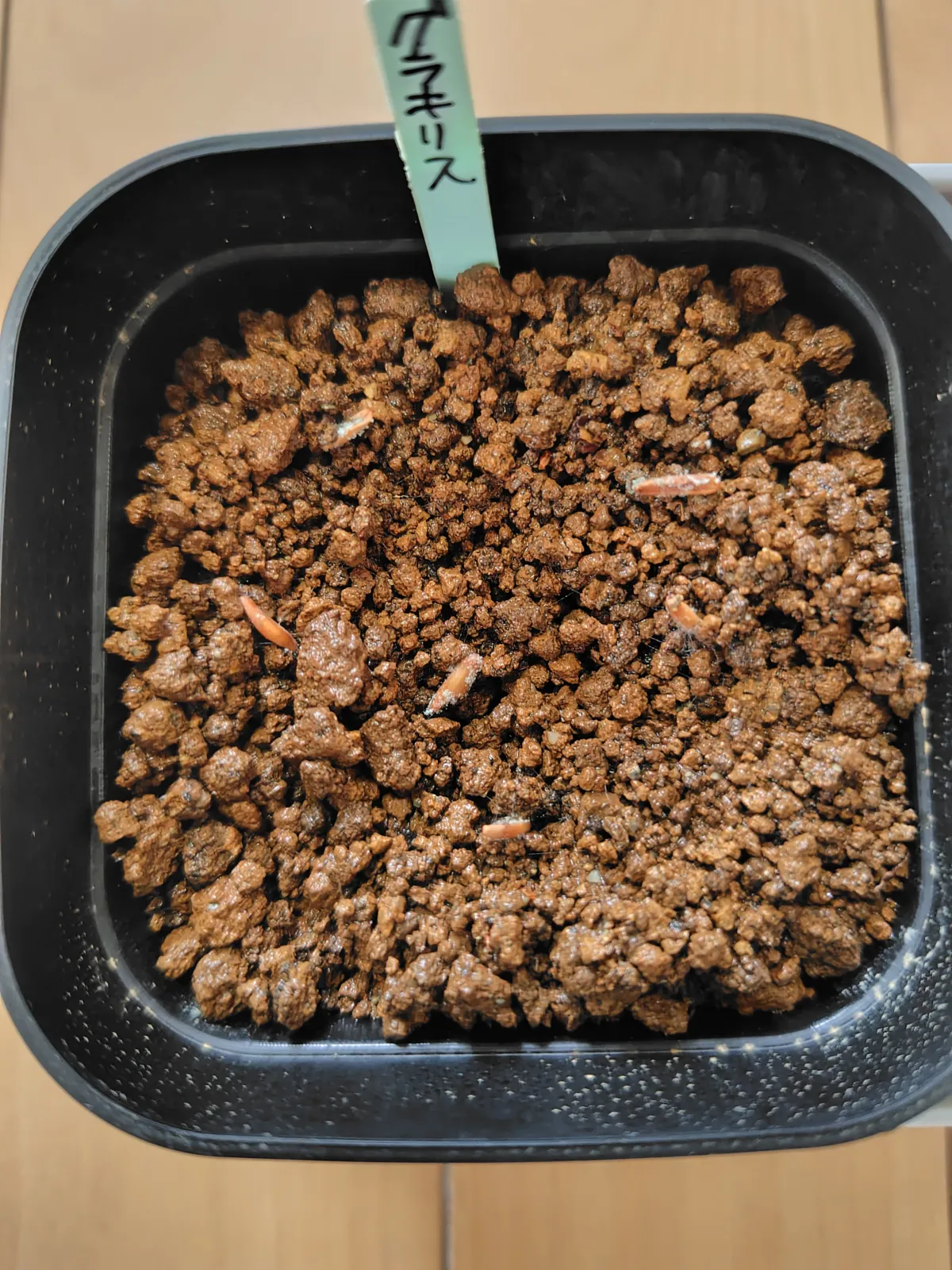 [無料種子] 発芽難 パキポディウム グラキリス　 Pachypodium rosulatum var. gracilius