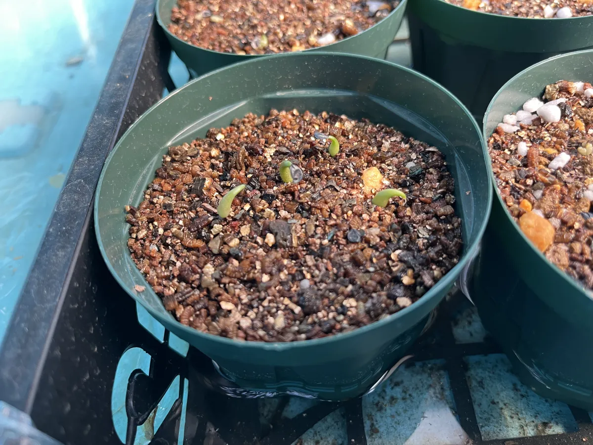 Agave oteroi (アガベ オテロイ)