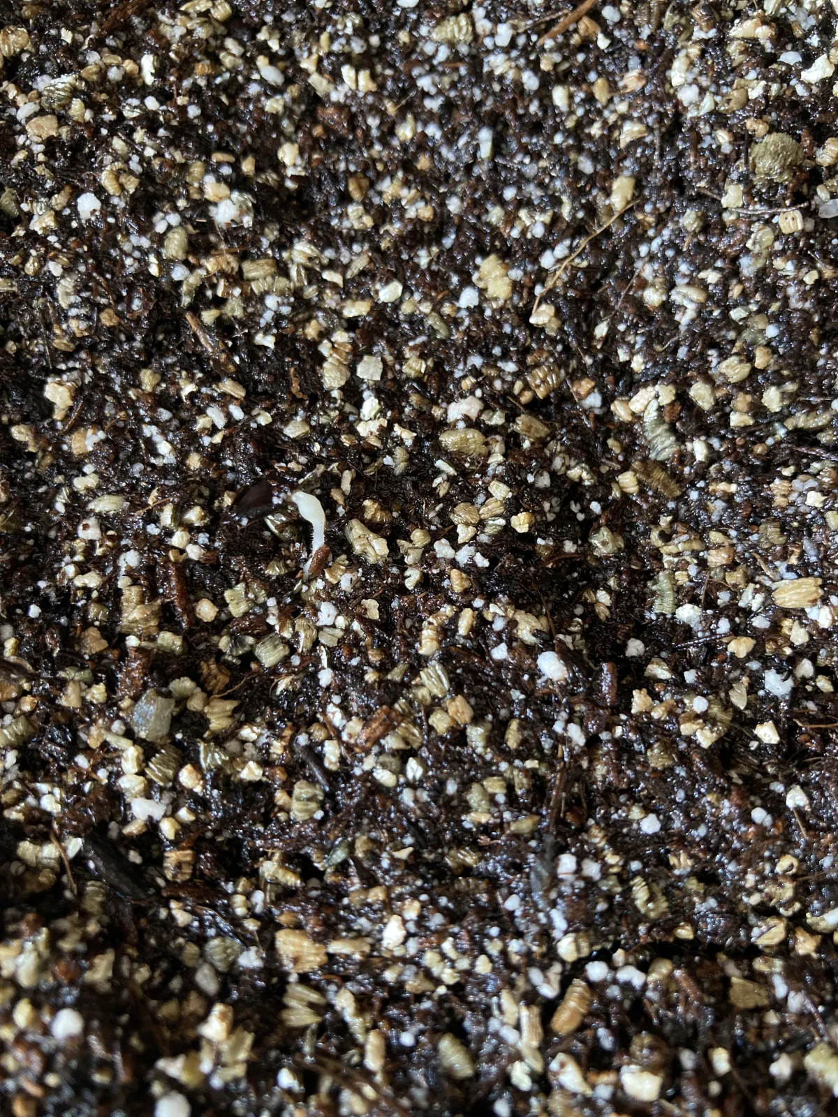 [チャレンジ種子] 亀甲竜 Dioscorea elephantipes ディオスコレア エレファンティペス 未発芽ロット