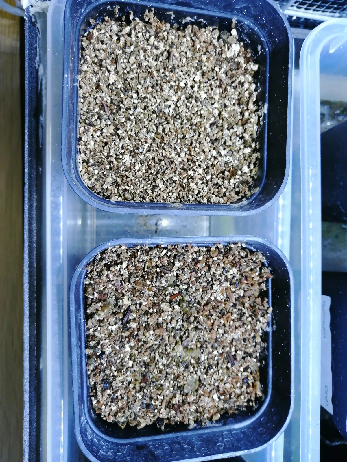 [無料種子] 発芽難 パキポディウム グラキリス　 Pachypodium rosulatum var. gracilius