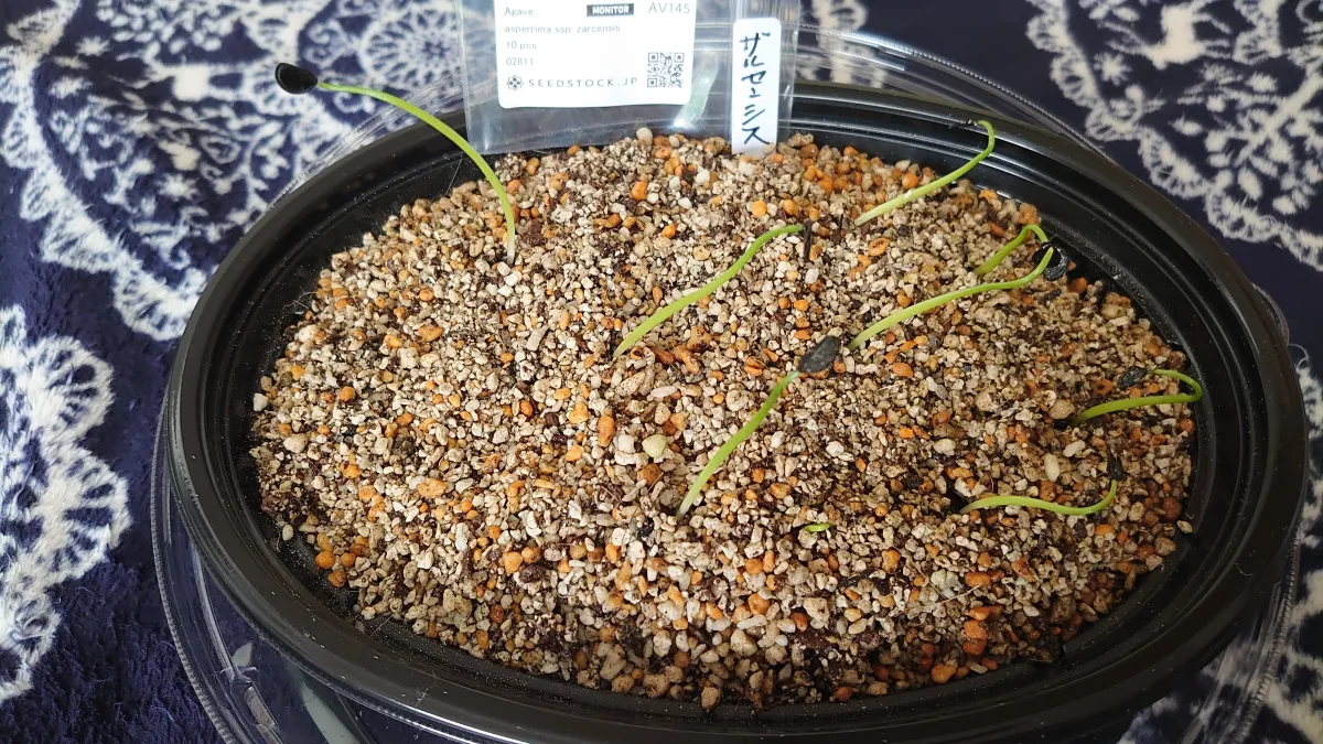 Agave asperrima ssp. zarcensis (アガベ アスペリーマ ザルセンシス)