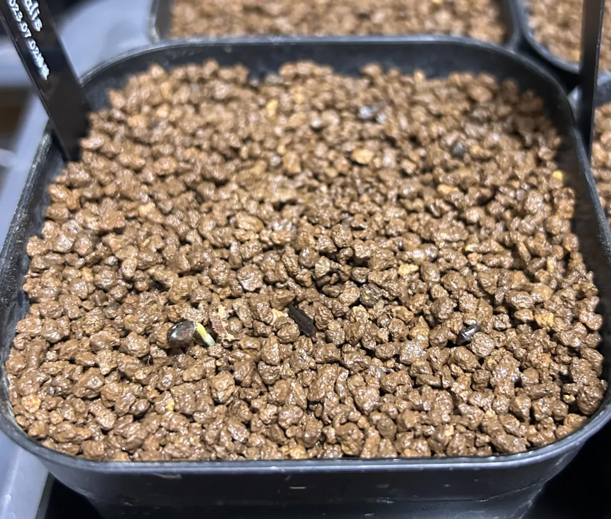 Senna meridionalis (センナ メリディオナリス)