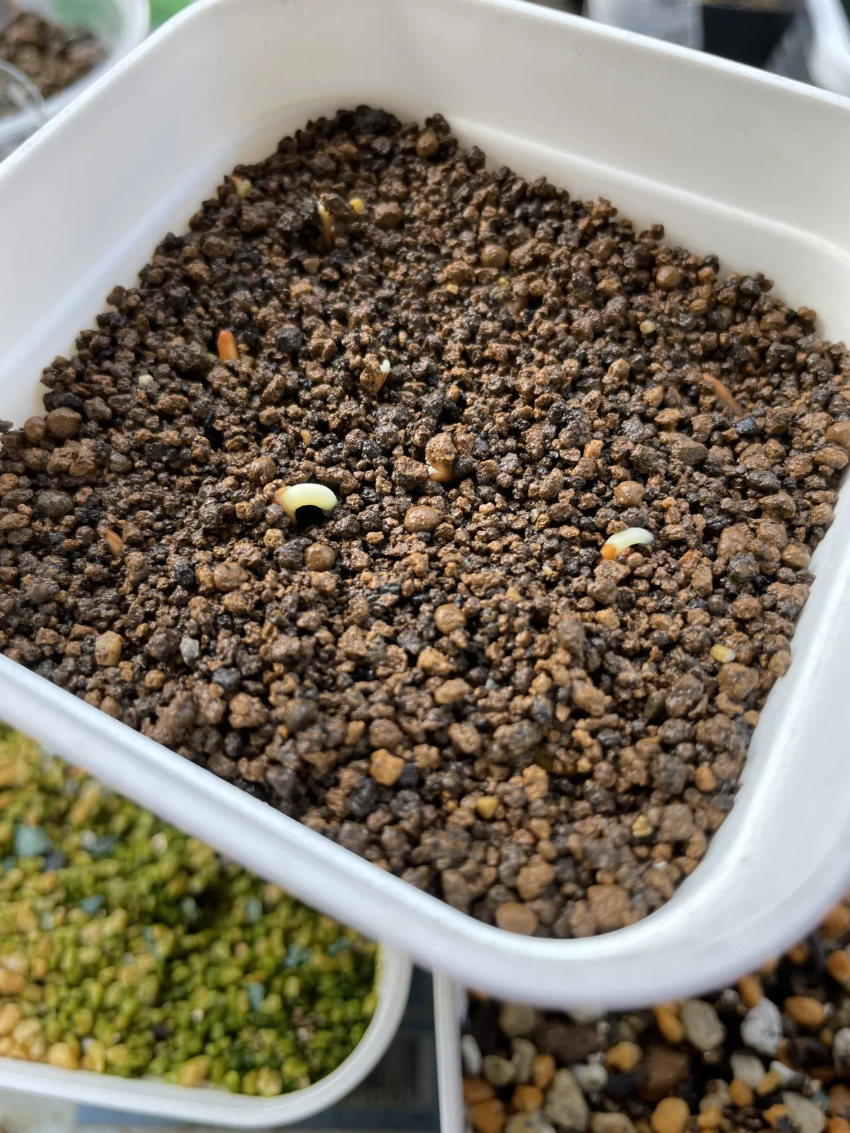 Pachypodium horombense (パキポディウム ホロンベンセ)