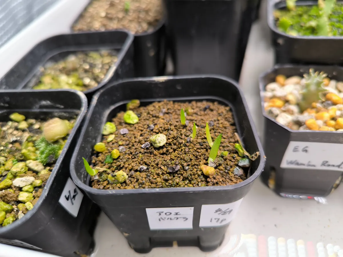 Aloe parvula (アロエ パルブラ 女王錦)