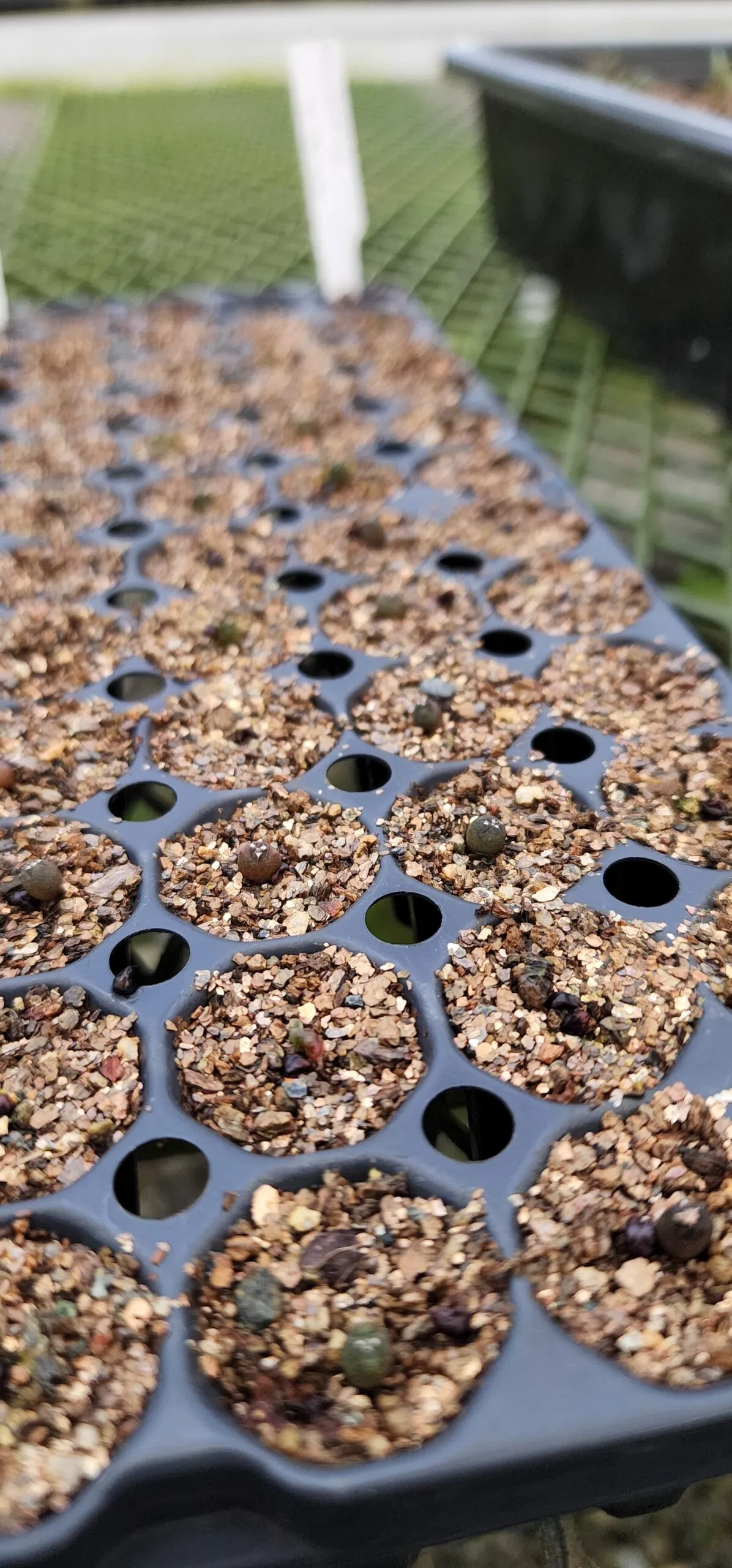 Astrophytum asterias (アストロフィツム ゴンザレス)