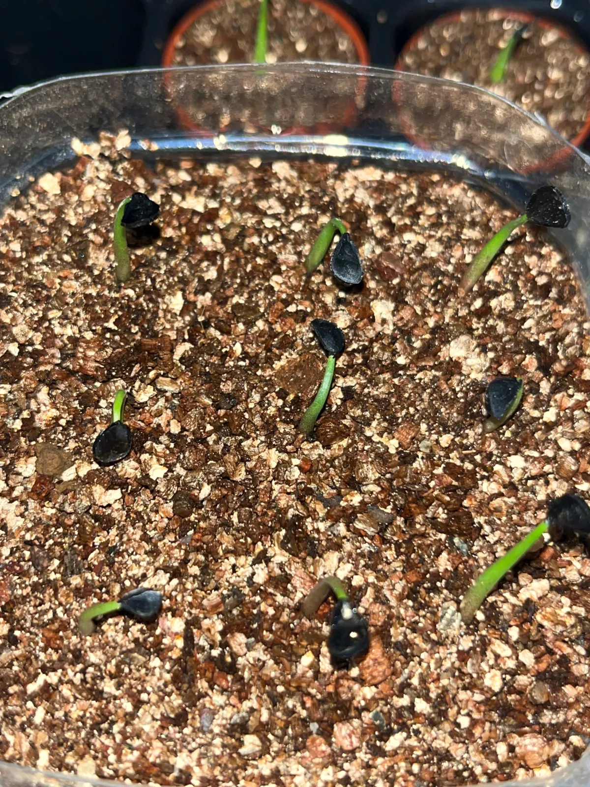 Agave guadalajarana (アガベ グアダラハラナ)