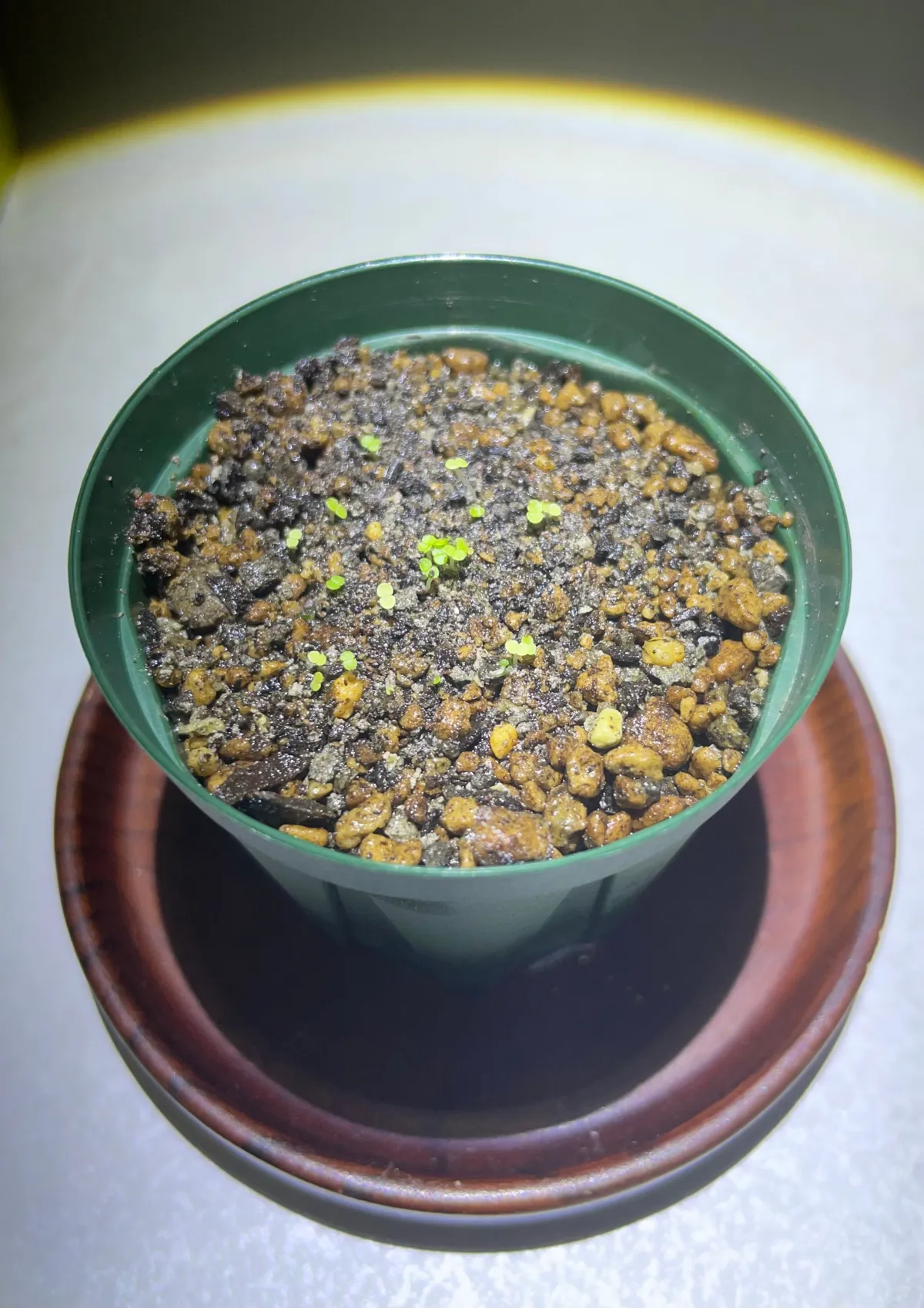 Echeveria hyalina Santa Maria Mexicana (エケベリア ヒアリナ サンタマリア メキシカーノ)