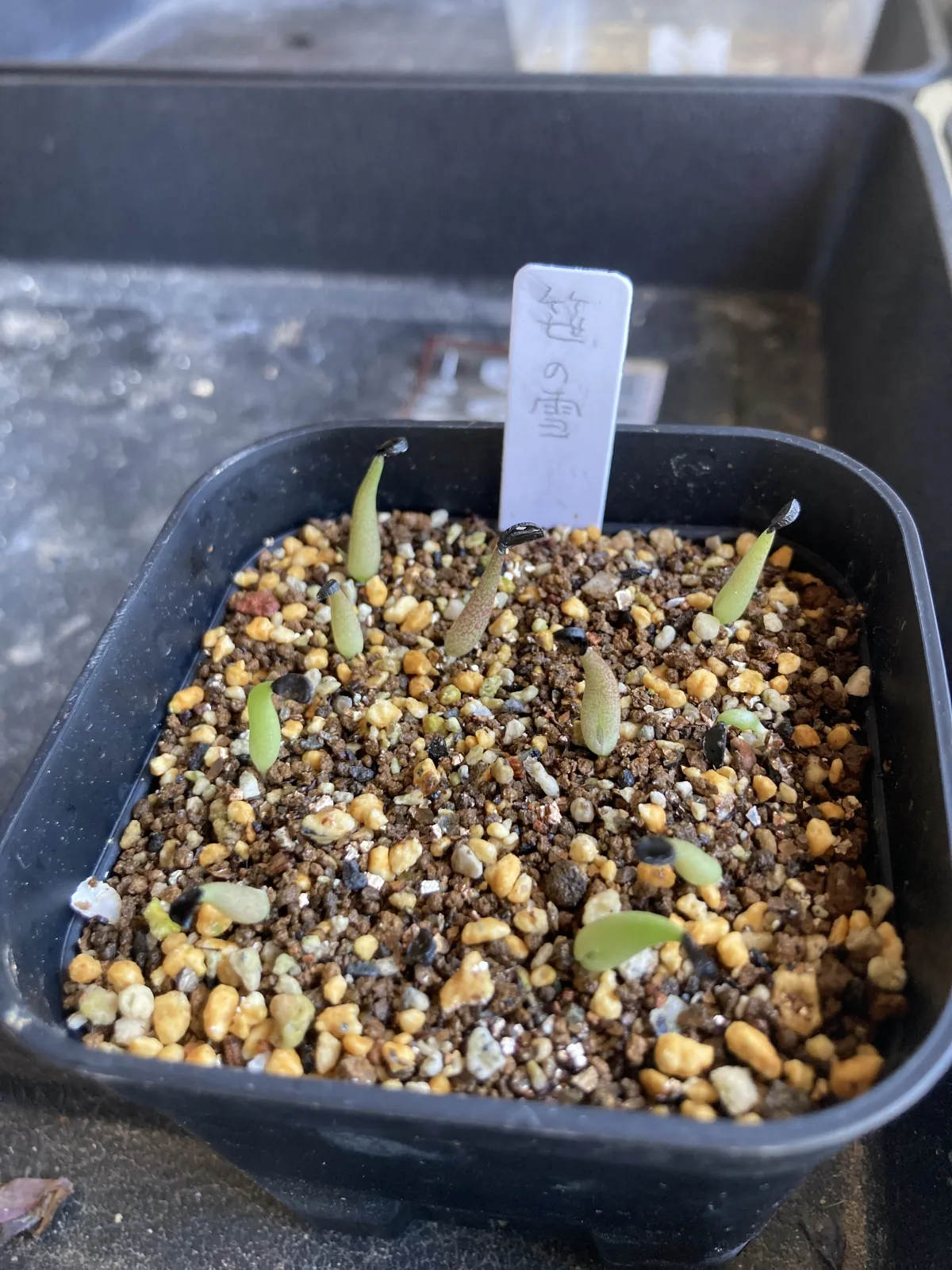 Agave victoriae-reginae (アガベ ビクトリアレジーナエ 笹の雪)