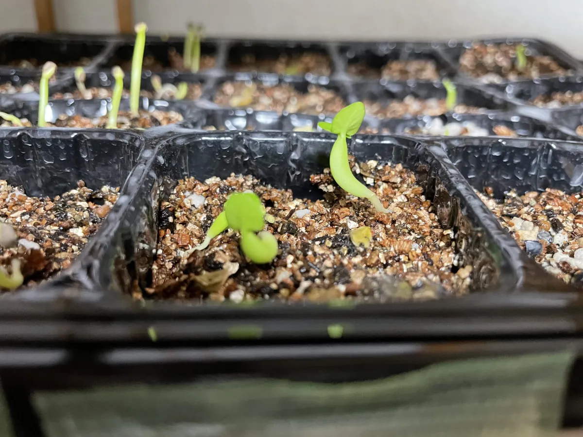 Fockea edulis (フォッケア 火星人)