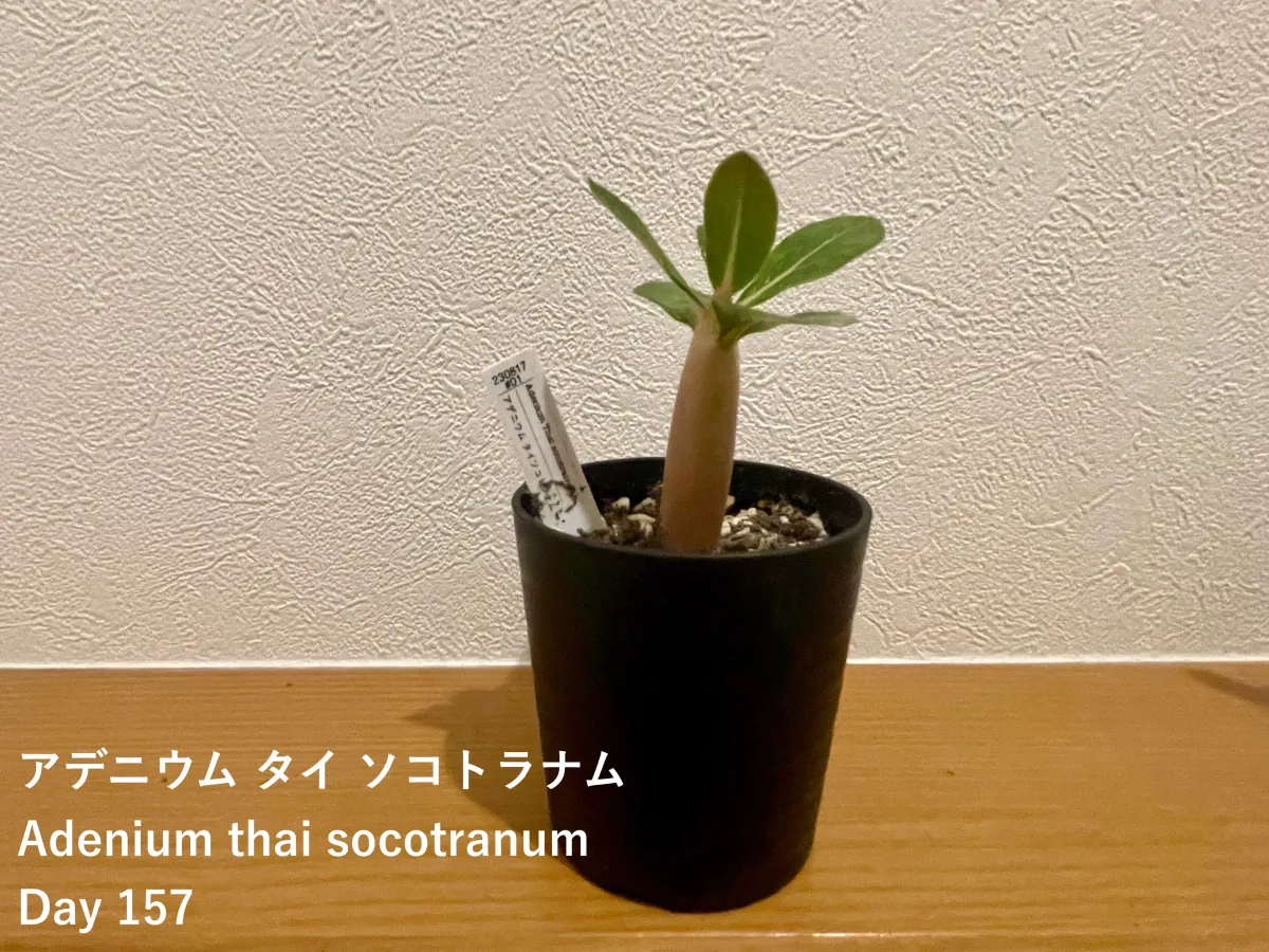 Adenium obesum var. arabicum S1 (アデニウム タイソコトラナムS11)