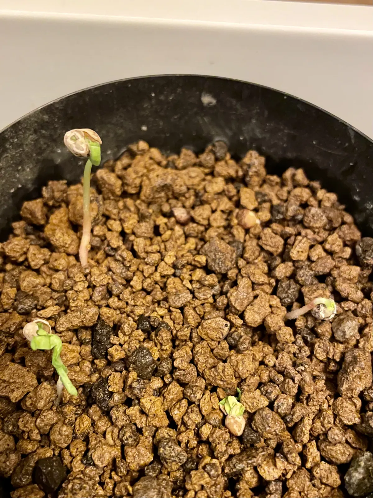 Bursera hindsiana (ブルセラ ヒンドシアナ)