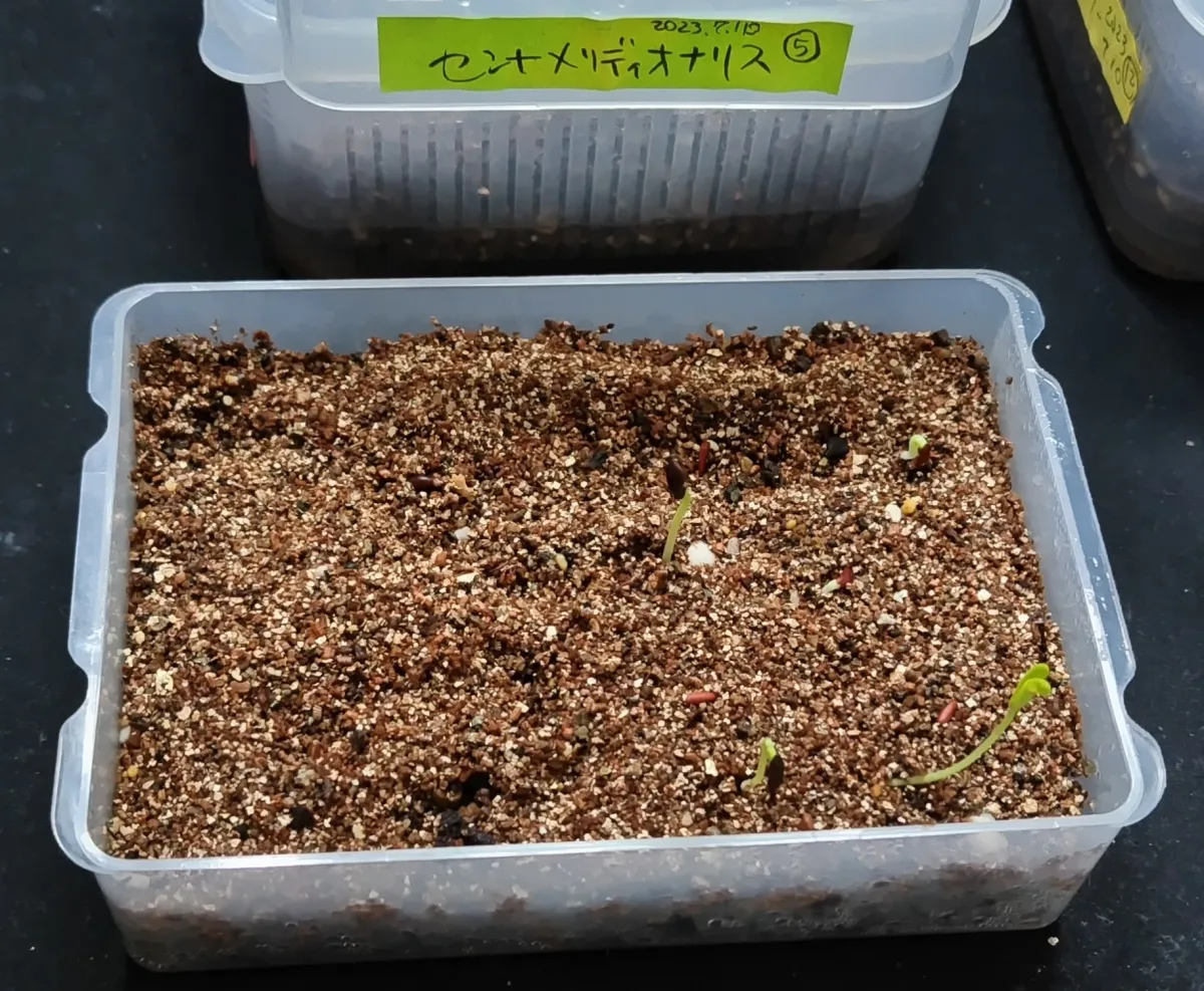 Senna meridionalis (センナ メリディオナリス)