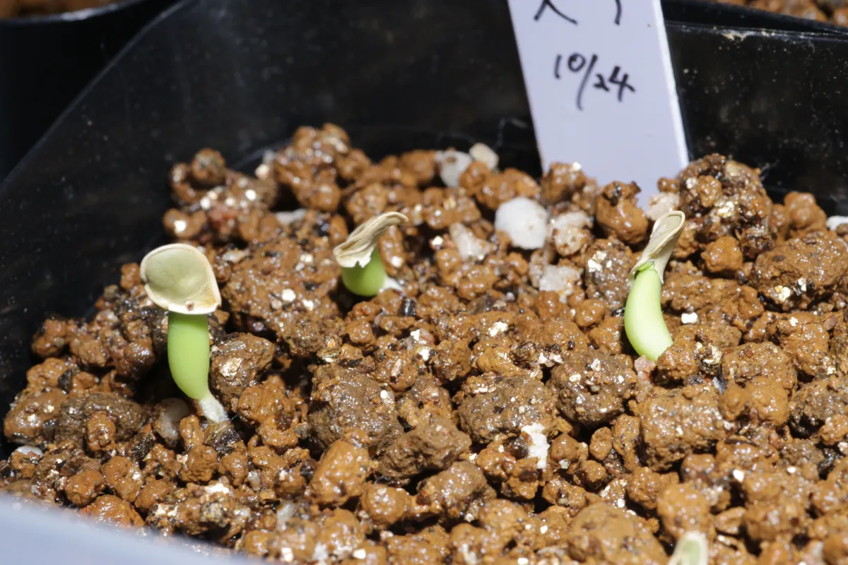 Fockea edulis (フォッケア 火星人)