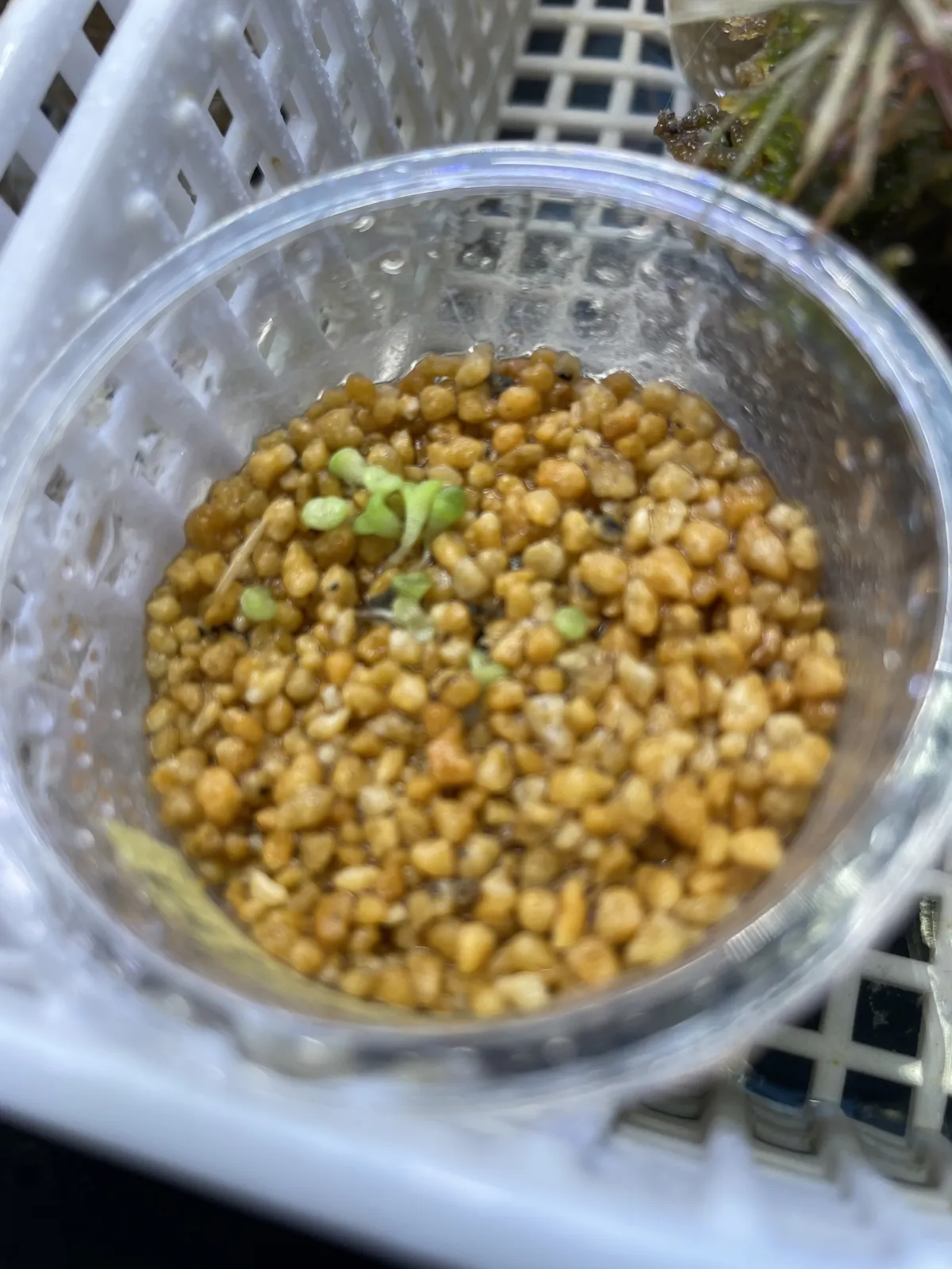 Gibbaeum heathii (ギバエウム 銀光玉)