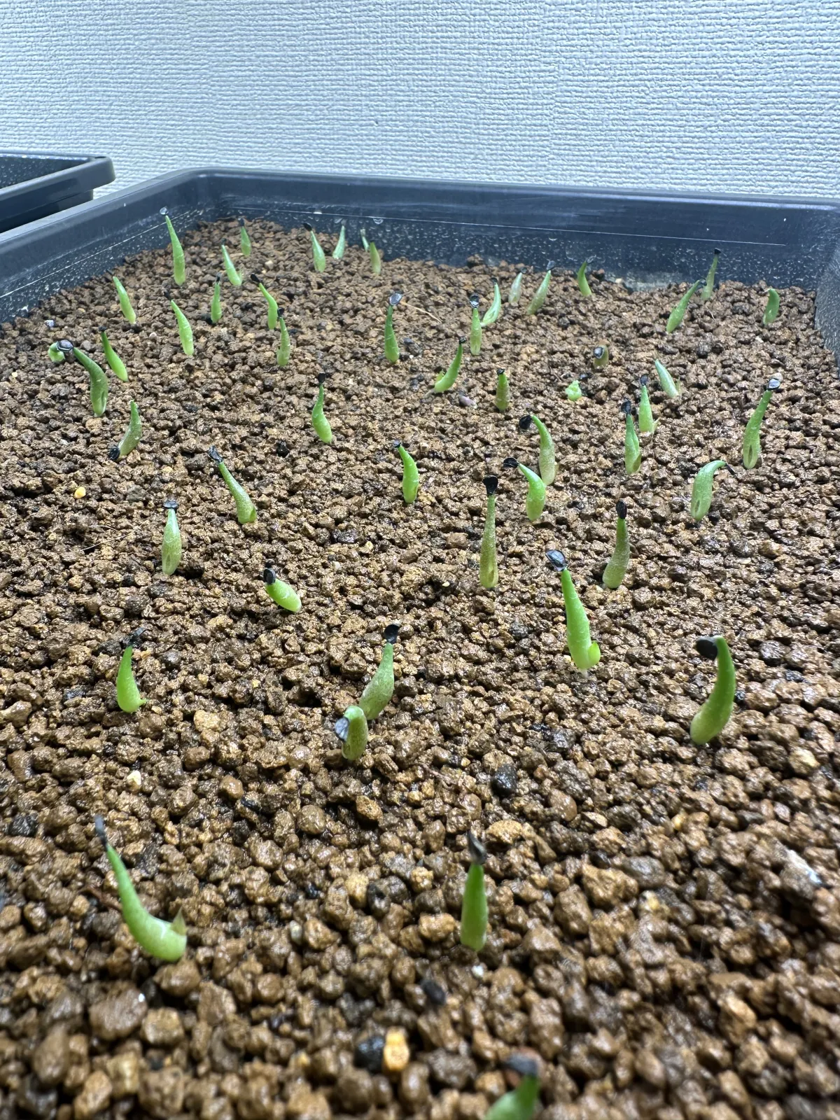 Agave oteroi (アガベ オテロイ)