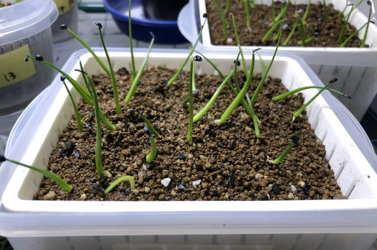 Agave utahensis ssp. utahensis (アガベ ユタエンシス)