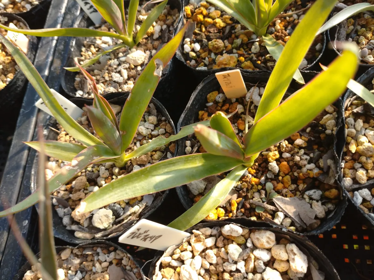 Yucca filifera (ユッカ フィリフェラ)