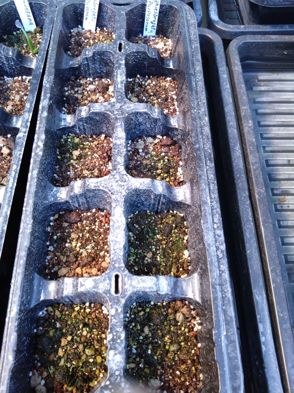 Agave ghiesbreghtii 'Purpusorum' (アガベ パルプソーラム)