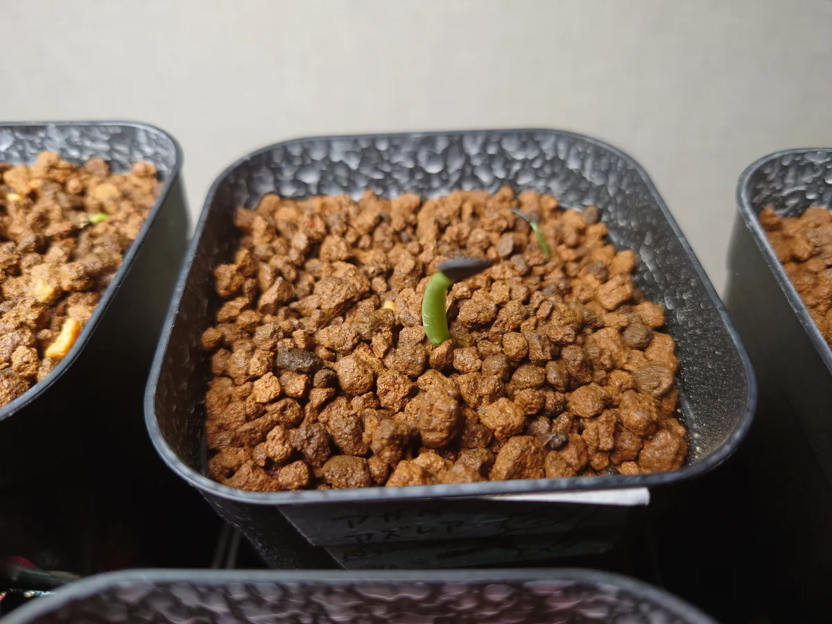 Agave azurea (アガベ アズレア)