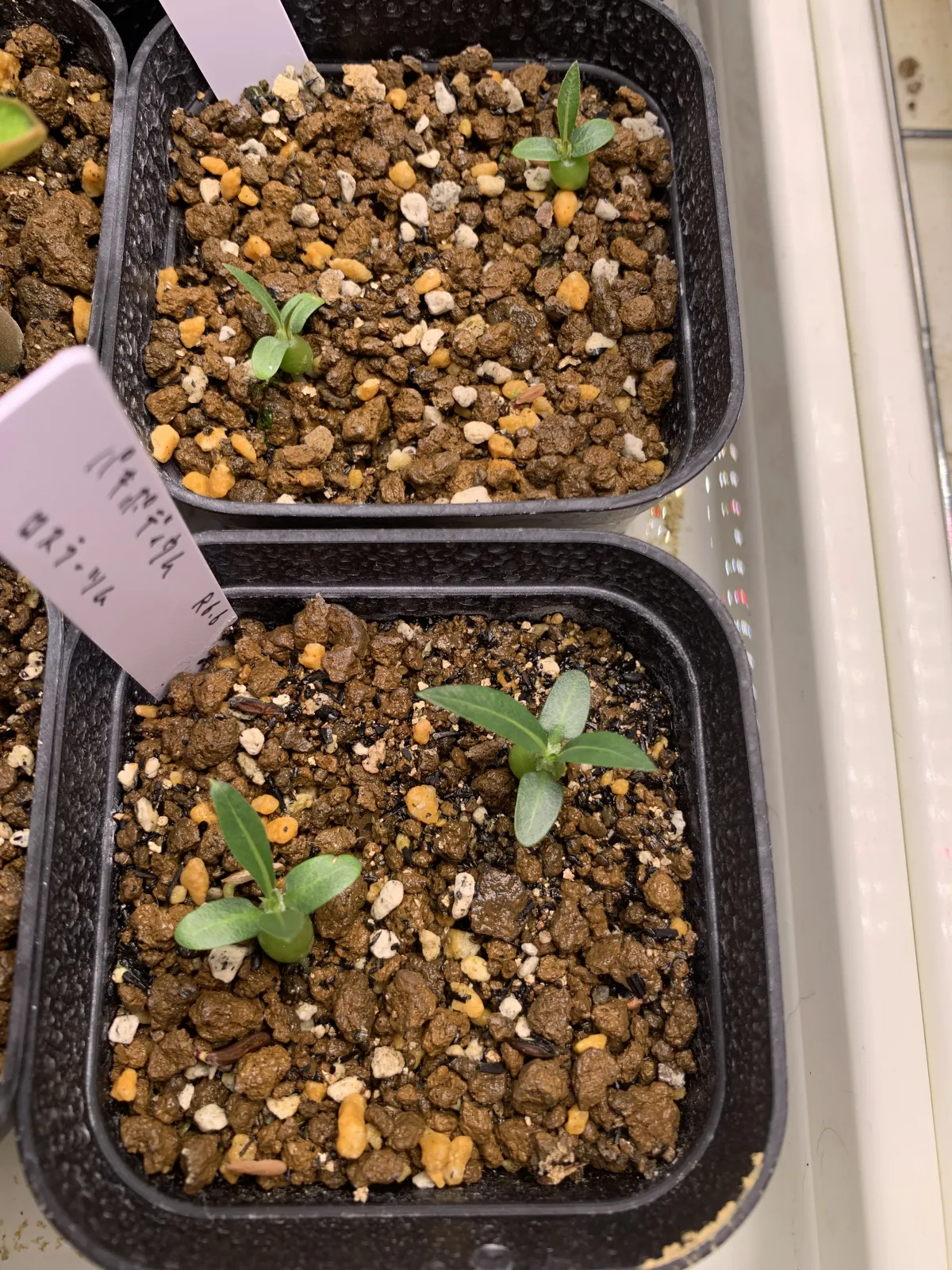 Pachypodium rosulatum (パキポディウム ロスラーツム)