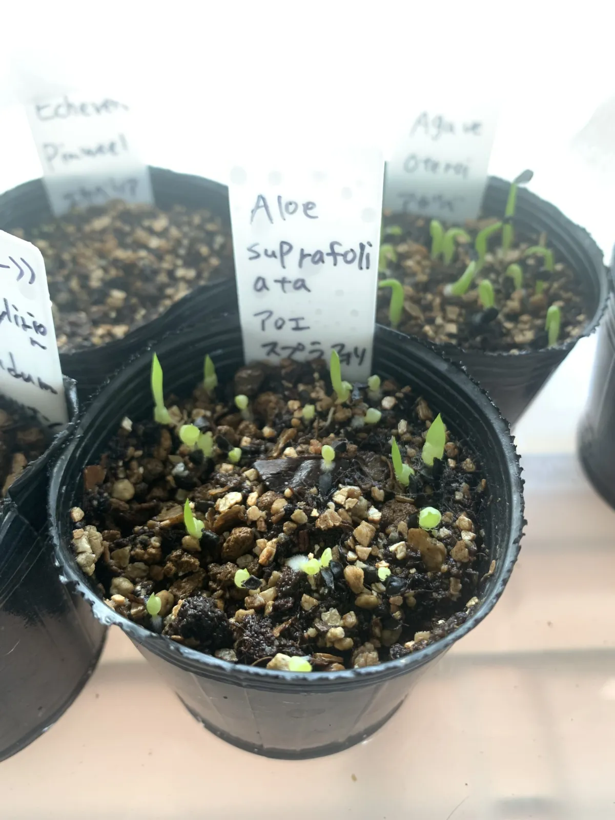 Aloe suprafoliata (アロエ スプラフォリアータ)